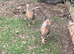 Legbar pullets 16 weeks old