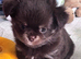 Beautiful chocolate tri long coat chihuahua puppies