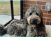 F1B Rare black standard Goldendoodle puppies in North Wales