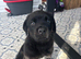 Rottweiler vs presa canario