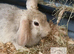 ONLY 1 beautiful boy Mini lop/Mini rex left