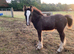 Blanket spot cob colt foal