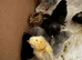 Chicks of various breeds