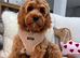 Cavapoo boy