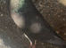 *Incredible* Spanish Ladino/horseman Pouters Pigeons for sale in Glasgow