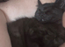 14 week old male kitten