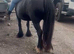 Beautiful super safe mare