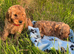 Cockapoo boy puppy