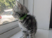 Classic British Shorthair silver Tabby