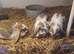 Joblot rabbits