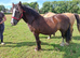 14hh companion mare