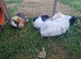 4 Female Guinea Pigs