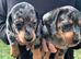 I have boys and girls silver dapple dachshunds