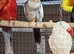 Baby Cockatiels available
