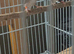 Pair of cherry finches