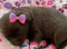 1 Mini Pom Star Left