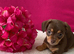 Gorgeous Chiweenie Puppies - Ready Now