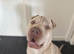 1YEAR OLD MALE REHOMING
