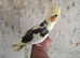 Semi Tamed x4 Cockatiels for sale