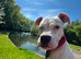Lovely  deaf dog