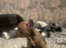 4 male French bulldogs