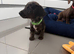 Miniature Dachshund Puppies