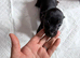 Jack x dachshund last dappel boy