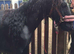Mini coblet gelding