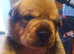 Rottweiler/ Sharpie puppies