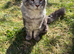Maine Conn kittens &zwj;