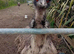 Emus