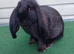 Baby French Lop - Ready Now