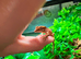 Crested gecko