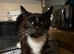 Female cat looking for a loving home