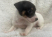 Jackrussell puppies