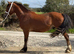 4 year old project gelding