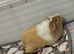 Make guinea pig
