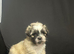 Lhasa apso cross shitzu pup 1 available