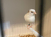 2026 white German roller hen canary