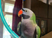 Derbyan parrot for sale
