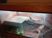 Female bearded dragon