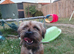 Border Terrier available