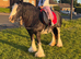 For sale Zafir 14hands  mare
