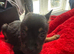 frenchie cross malinois