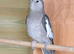 Grey Cockatiel - Hen - DNA Certified