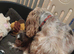 Show Type Cocker Spaniel Hereditary Clear - Ready Now