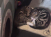 Beautiful boy kittens
