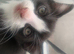 Gorgeous kittens for sale READY NOW
