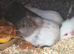 Male guinea pigs