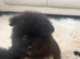 3 Beautiful Pomeranian Puppies